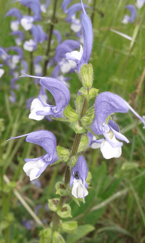 Lamiacea da ID